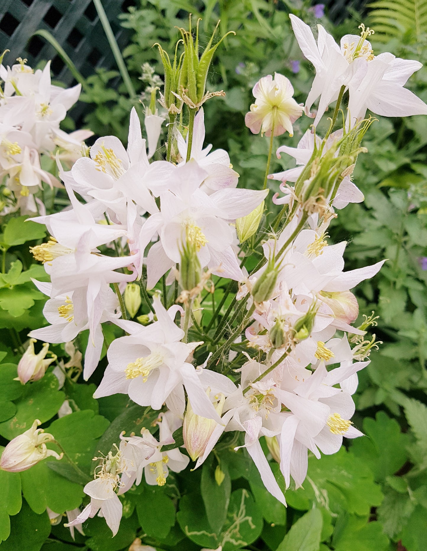 Semences Ancolie blanche - Les Semences La Campagnarde