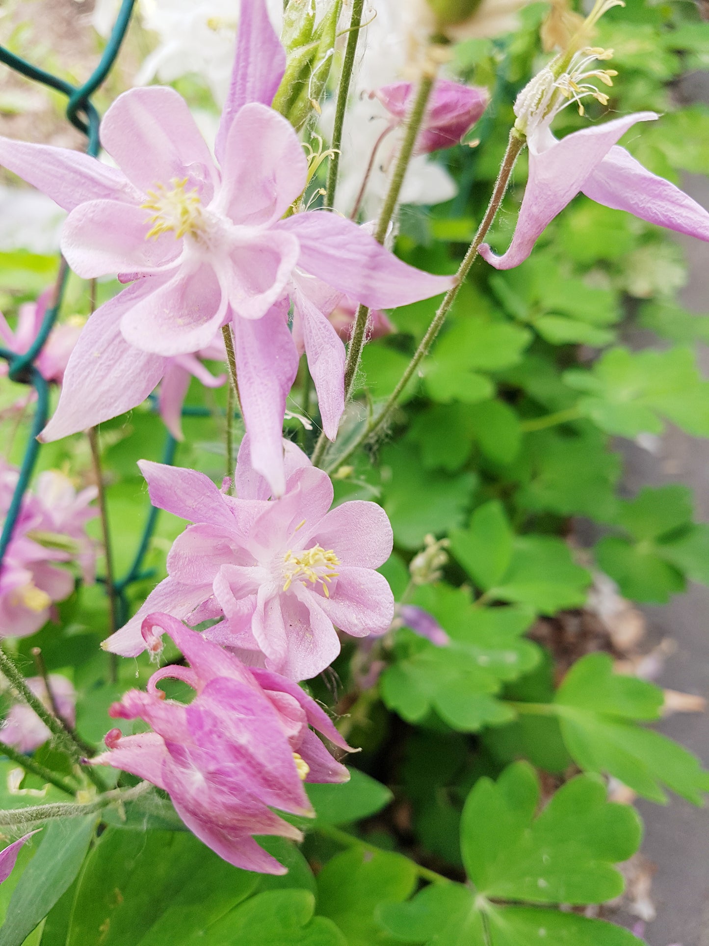 Semences d'Ancolie rose - Les Semences La Campagnarde