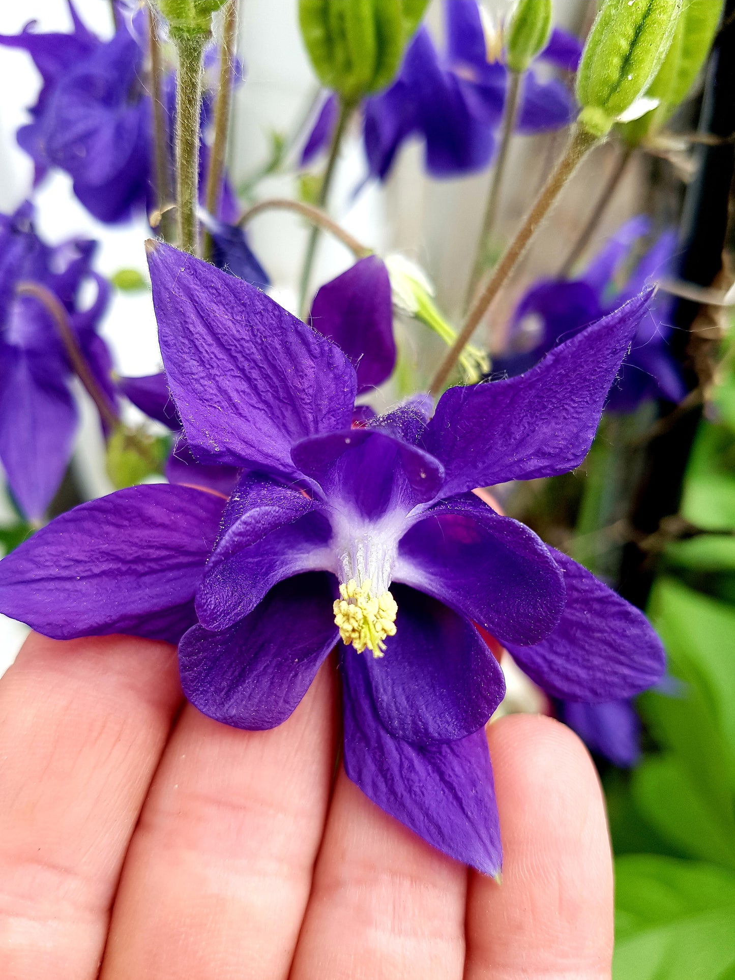 Semences magnifique ancolie mauve - Les Semences La Campagnarde