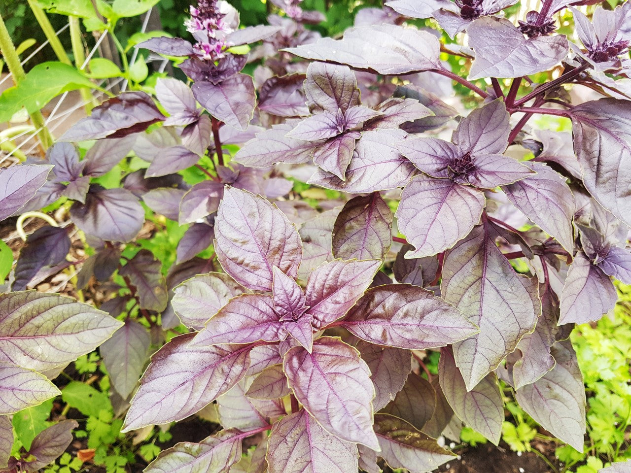 Semences de basilic mauve - Les Semences La Campagnarde