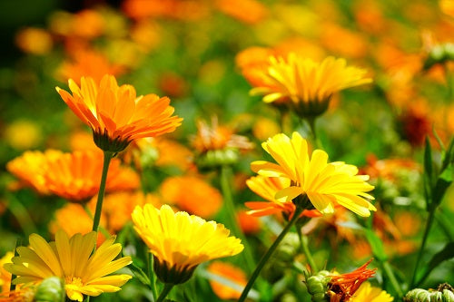 Semences de souci officinal (calendule) - Les Semences La Campagnarde