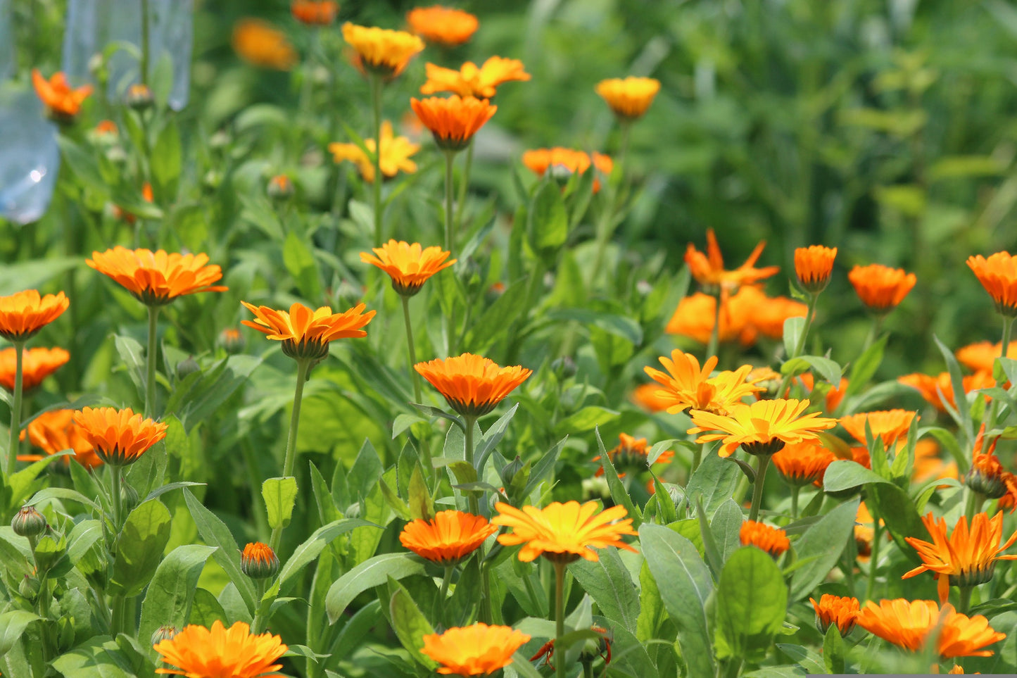 Semences de souci officinal (calendule) - Les Semences La Campagnarde