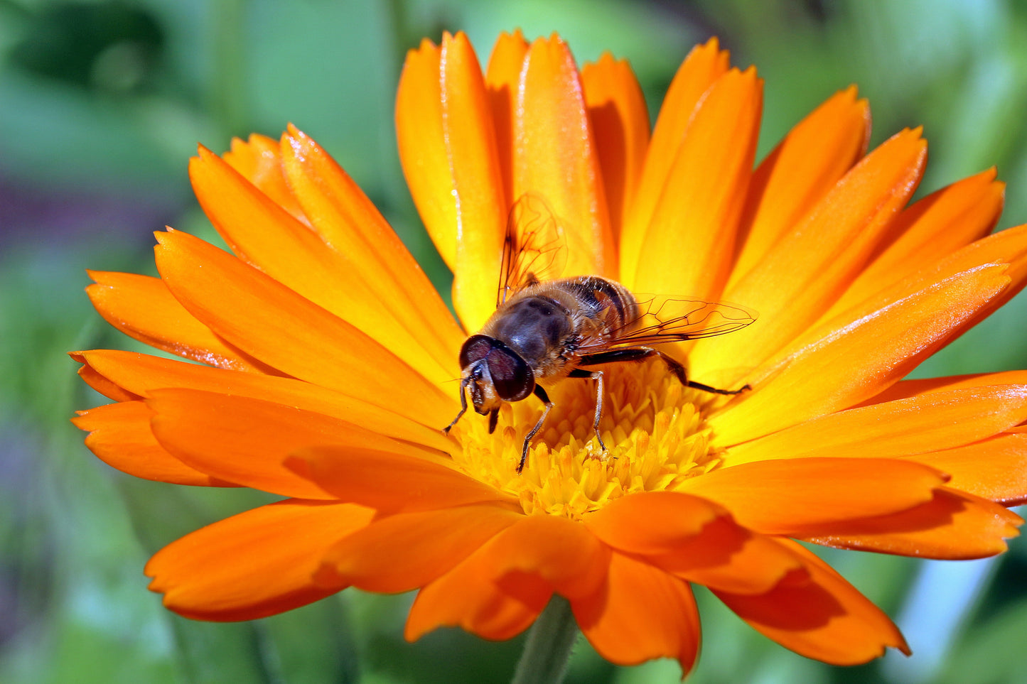 Semences de souci officinal (calendule) - Les Semences La Campagnarde