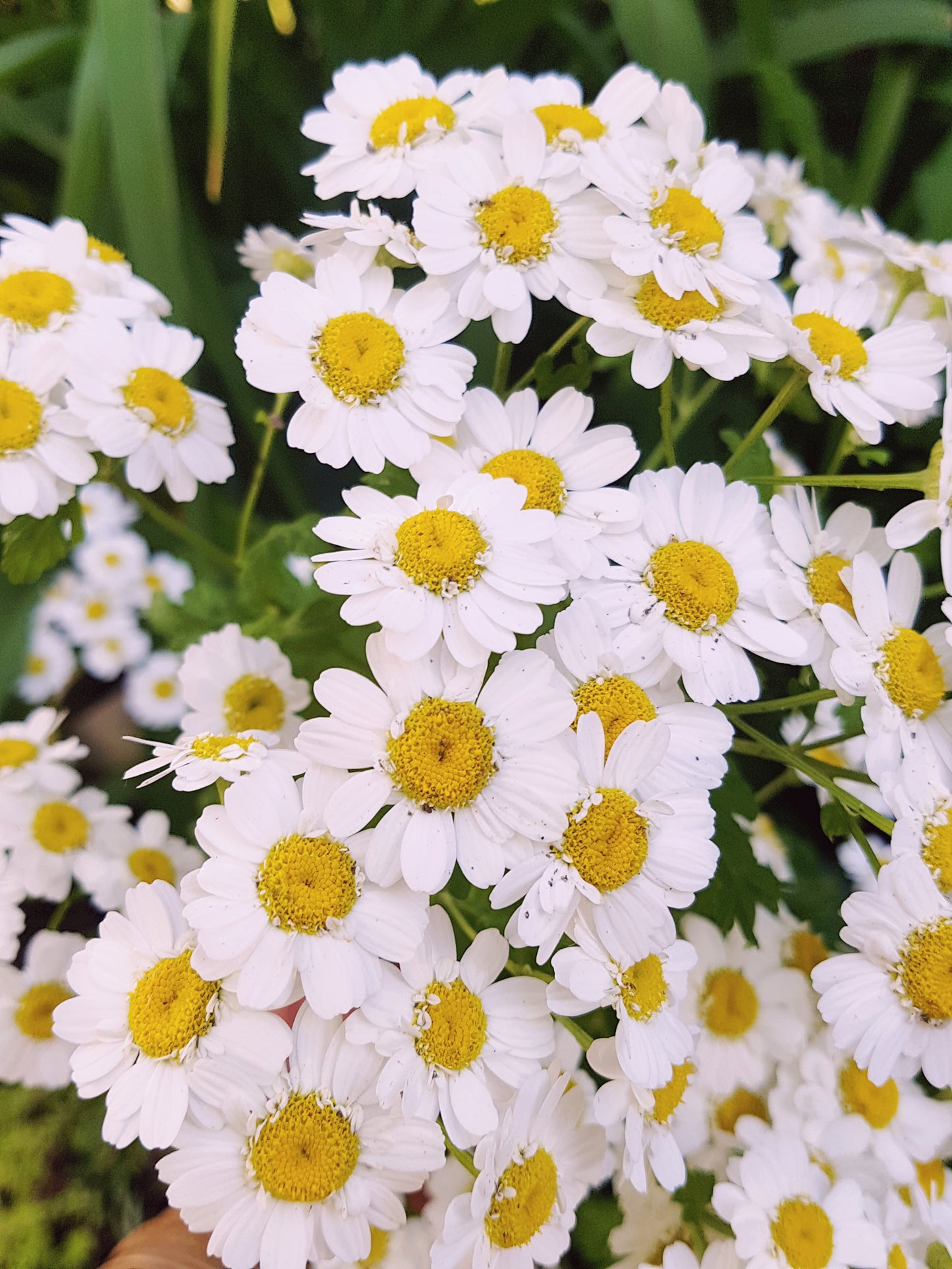Semences de camomille ancestrale - Les Semences La Campagnarde