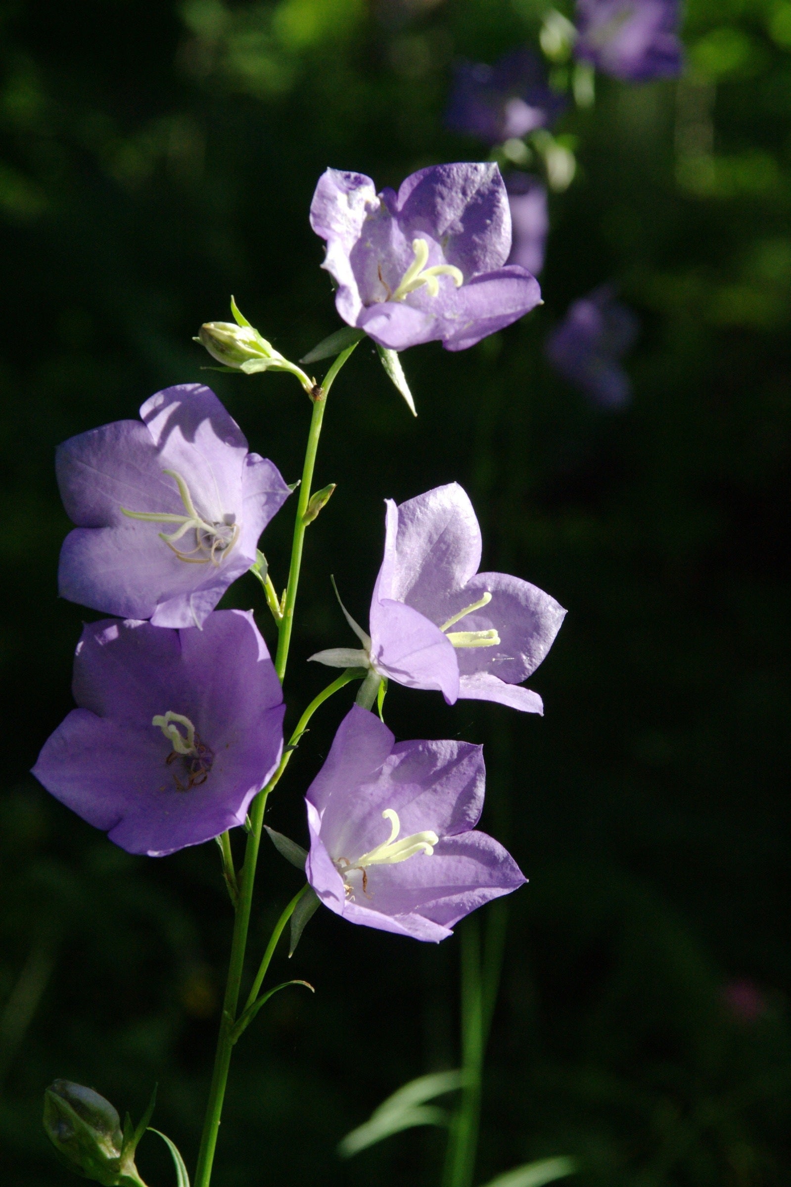 Semences de campanule à grandes fleurs - Les Semences La Campagnarde