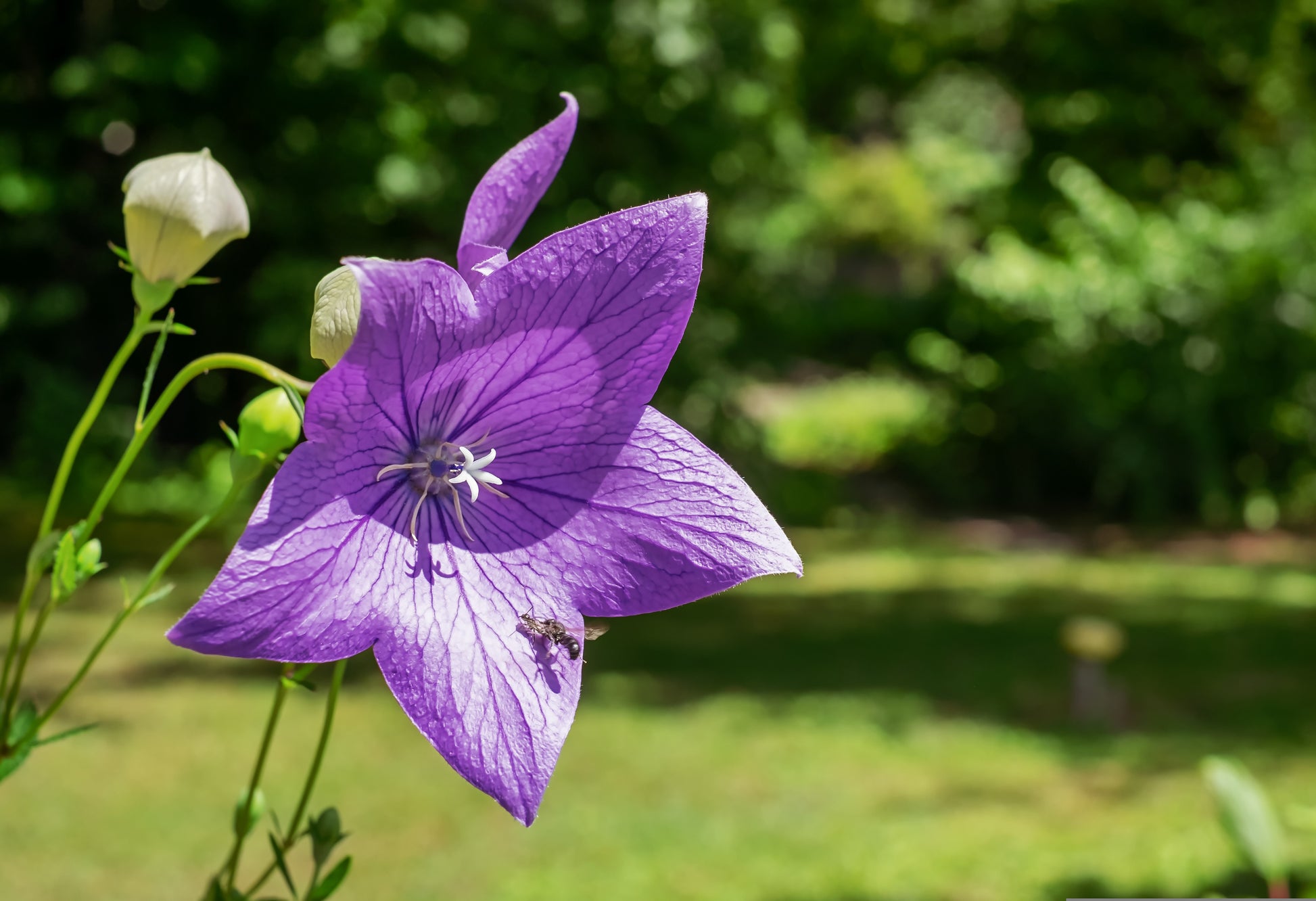 Semences de campanule à grandes fleurs - Les Semences La Campagnarde