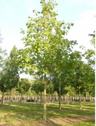 Semences de catalpa speciosa - Les Semences La Campagnarde