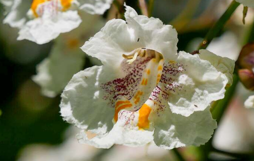 Semences de catalpa speciosa - Les Semences La Campagnarde