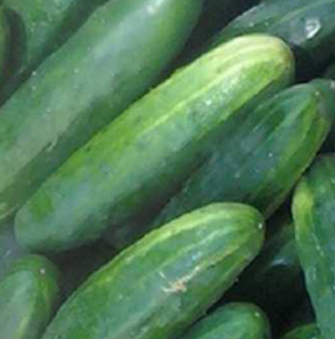 Semences de concombre Marketmore 76 - Les Semences La Campagnarde