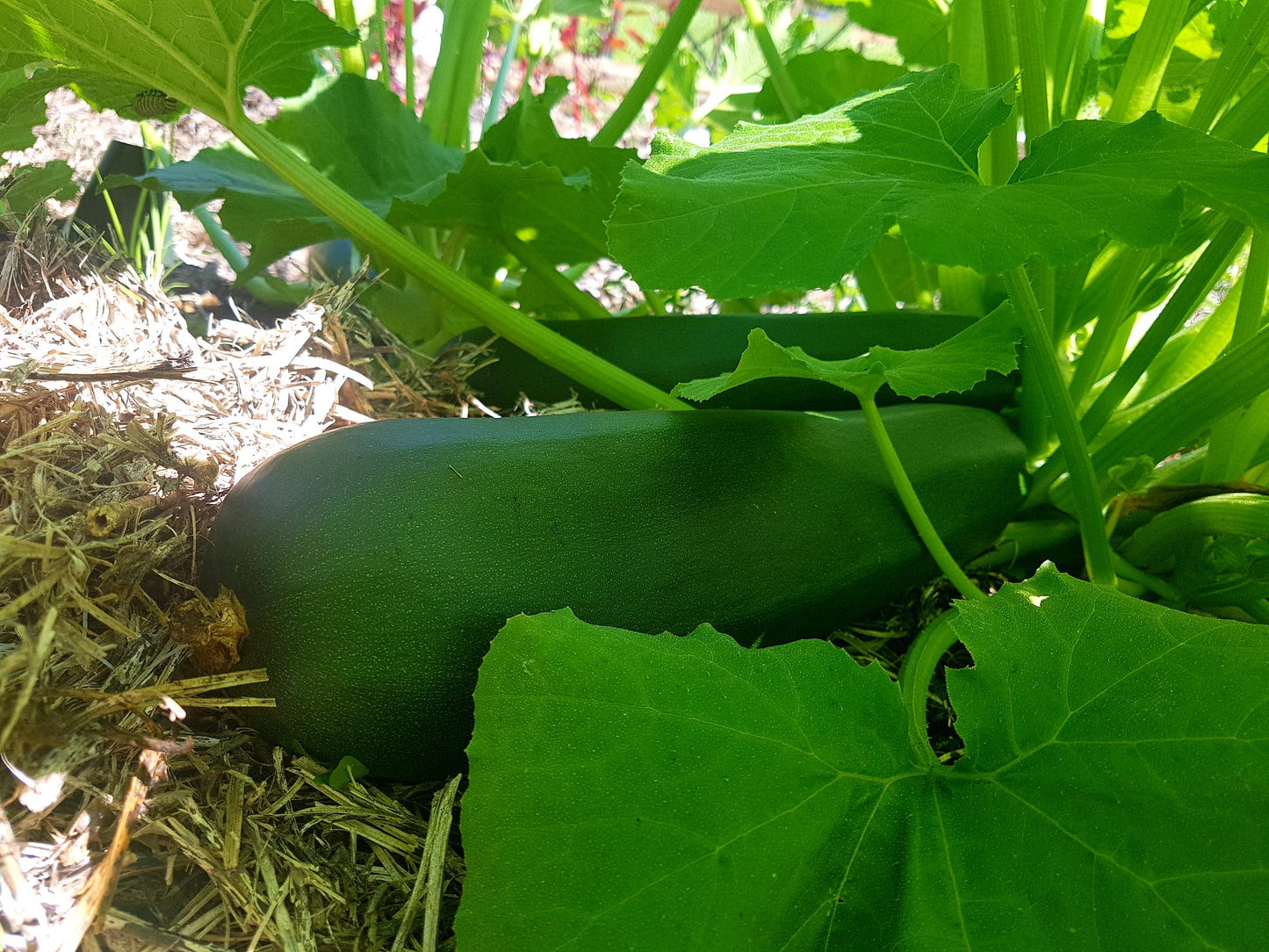 Semences de courgette Dark Green - Les Semences La Campagnarde