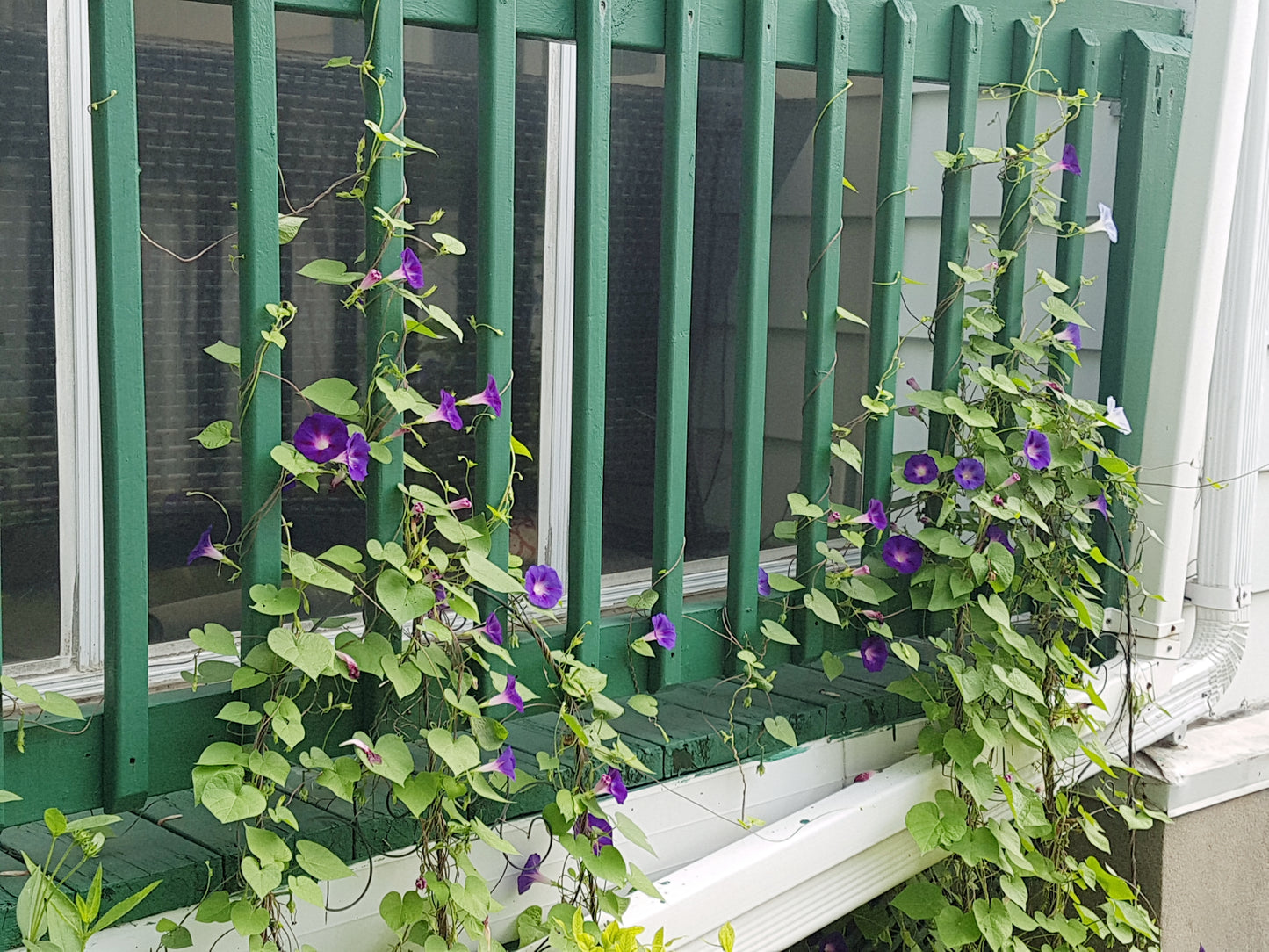 Semences de gloire du matin President Tyler - Les Semences La Campagnarde