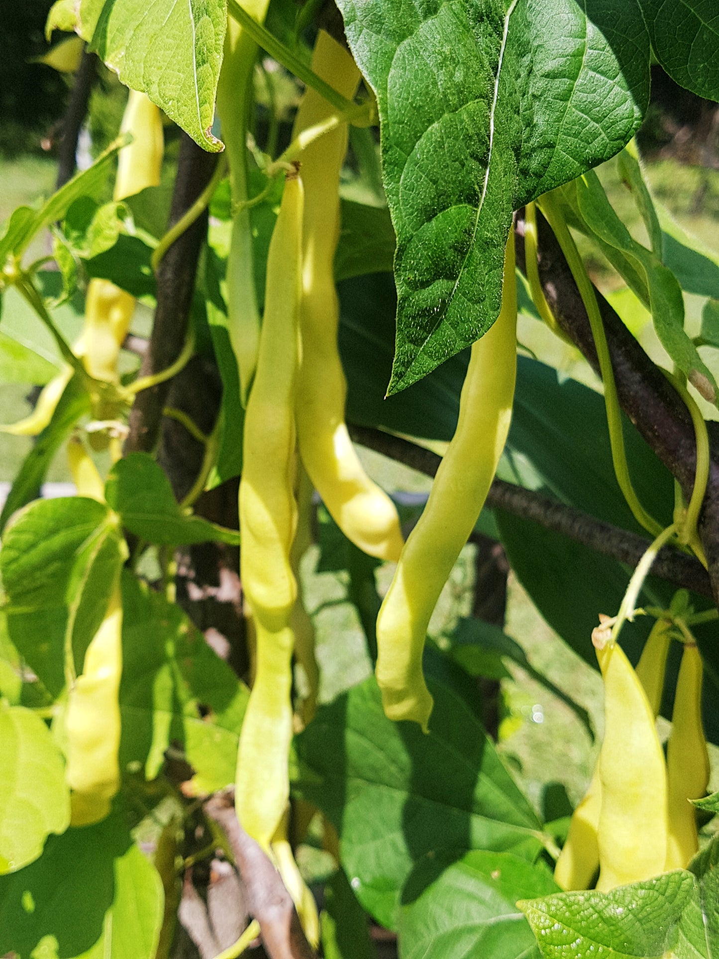 Semences de haricot Gold Mary - Les Semences La Campagnarde