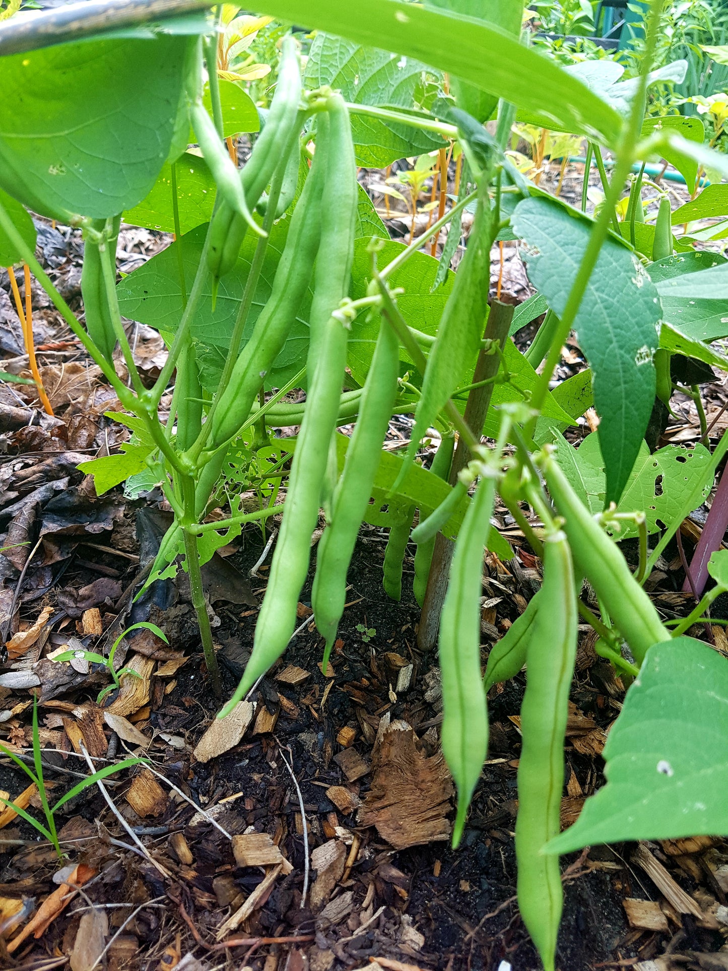 Semences de haricot Provider Nain - Les Semences La Campagnarde