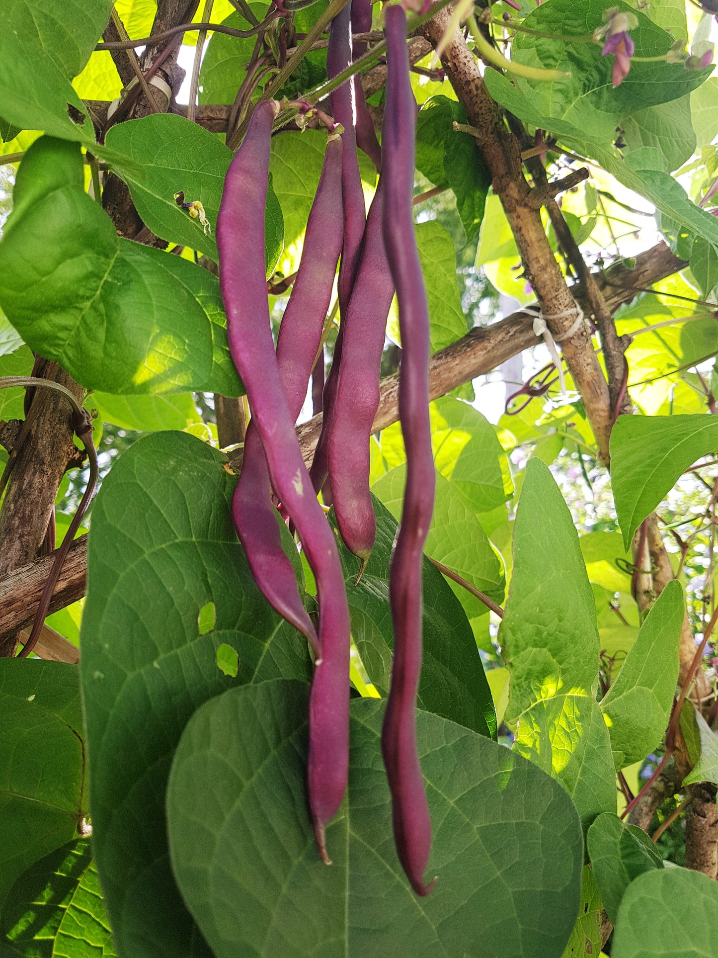 Semences de haricot Royal Burgundy - Les Semences La Campagnarde