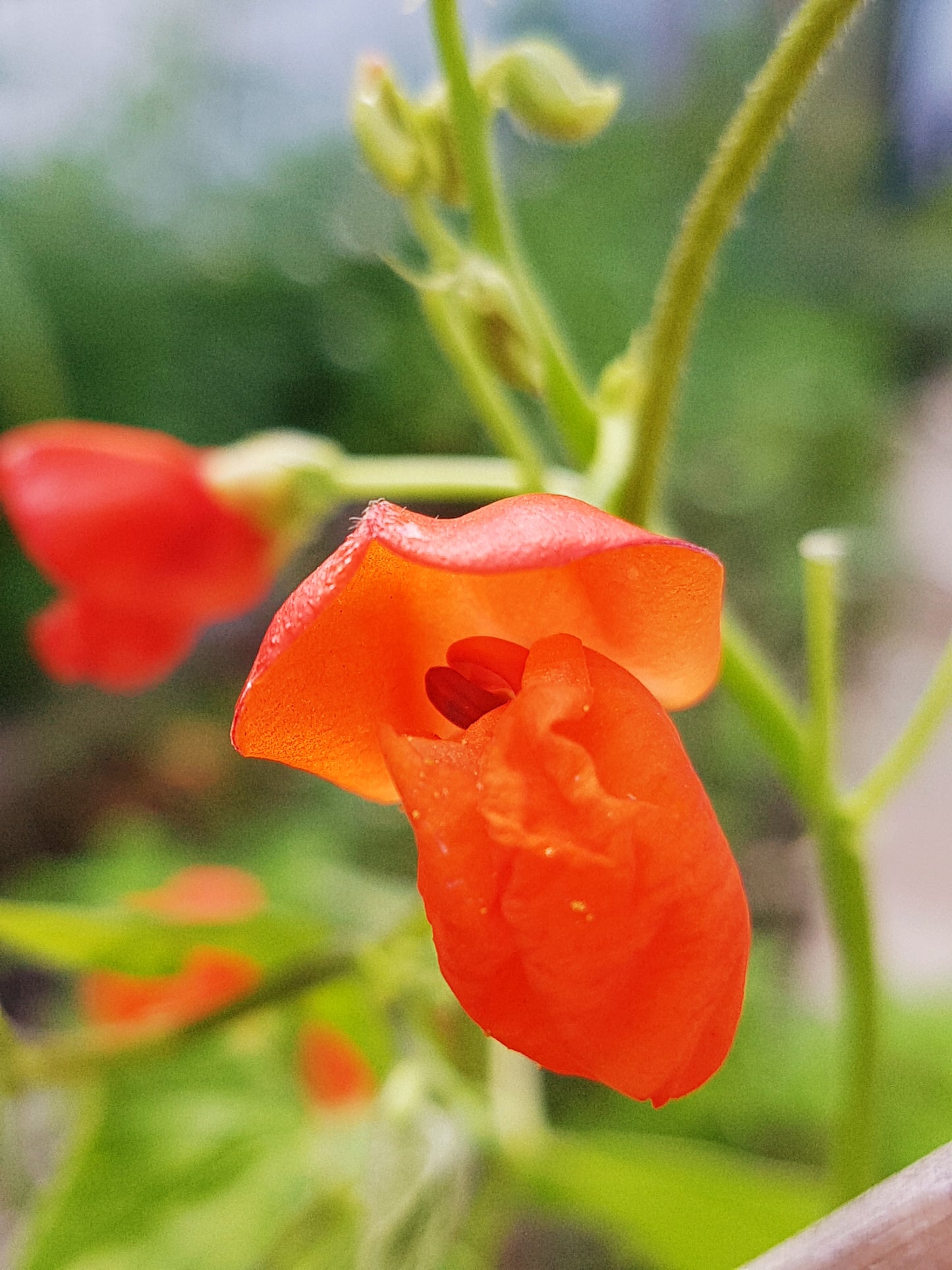 Semences de haricot Scarlet Runner - Les Semences La Campagnarde