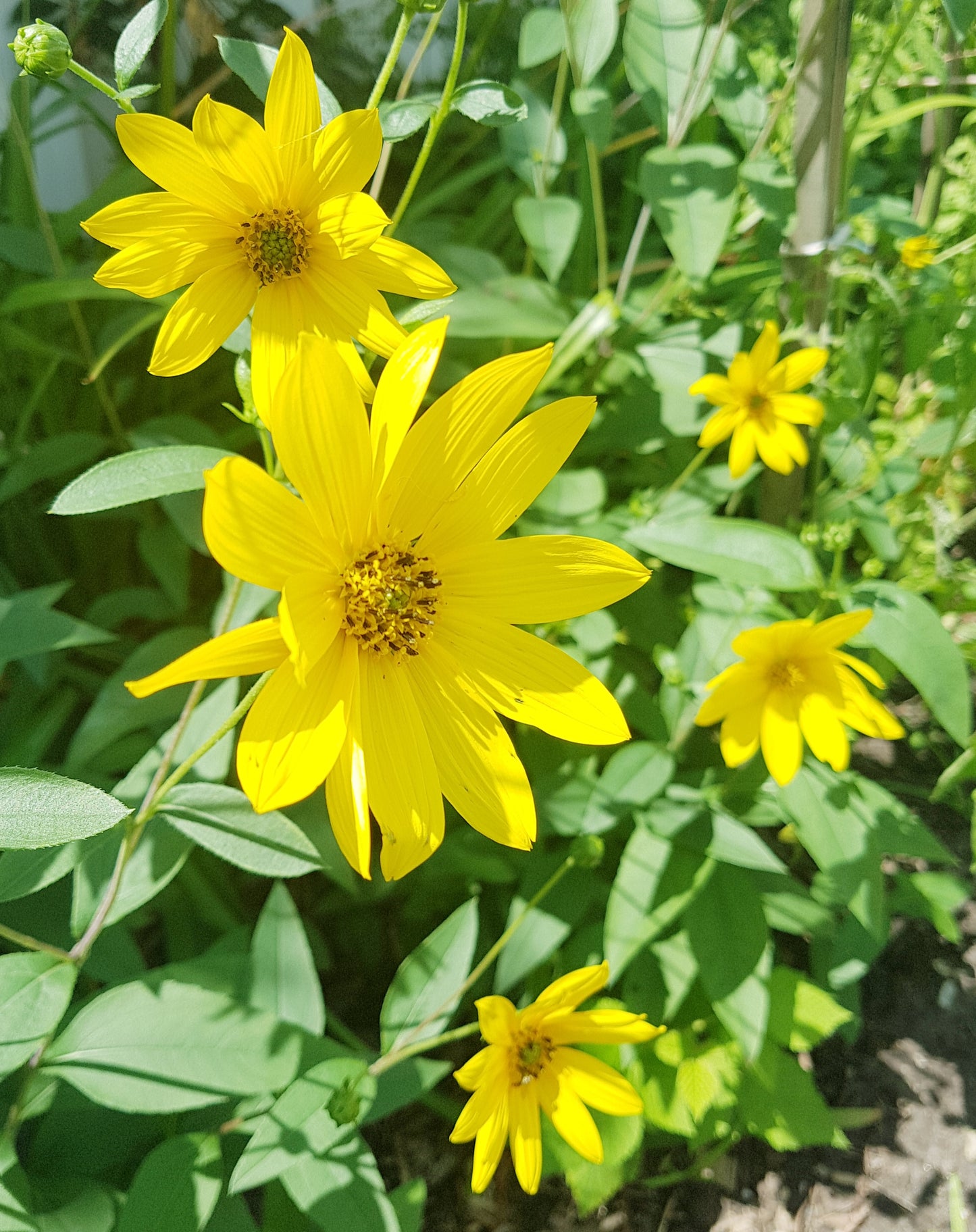 Semences d'héliopsis faux-hélianthe - Les Semences La Campagnarde
