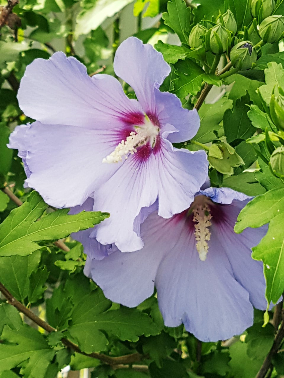 Semences d'hibiscus syriacus - Les Semences La Campagnarde