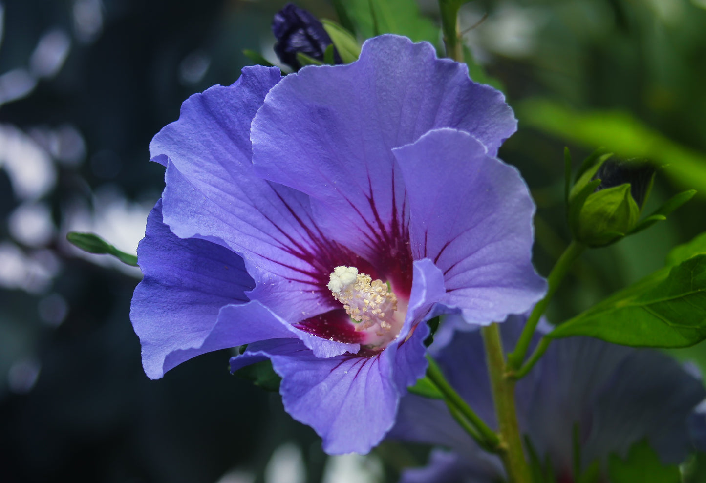 Semences d'hibiscus syriacus - Les Semences La Campagnarde