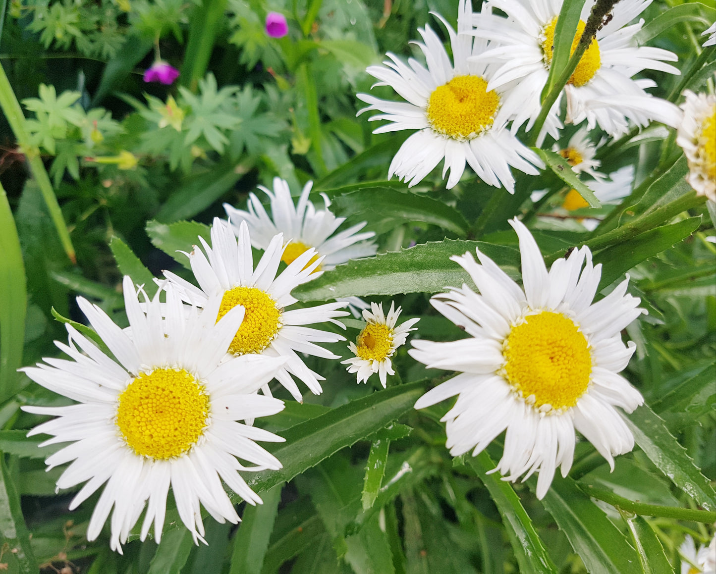 Semences de marguerite Crazy Daisy - Les Semences La Campagnarde