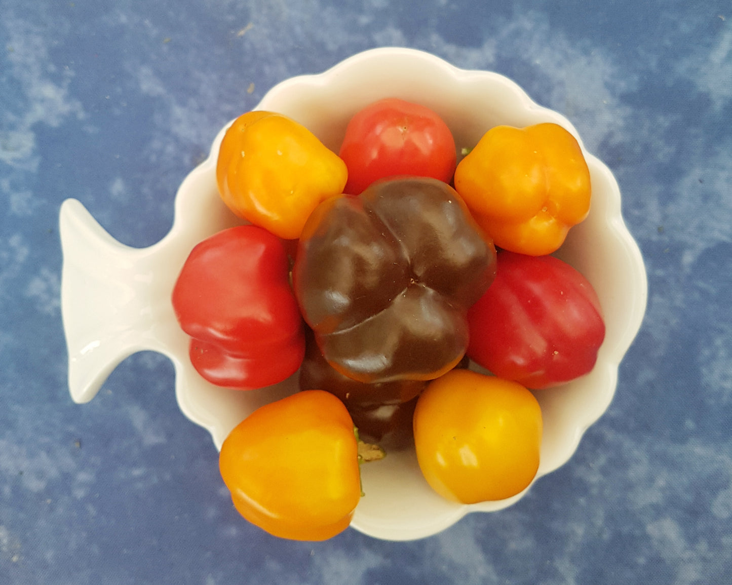 Semences de mini poivrons en mélange - Les Semences La Campagnarde