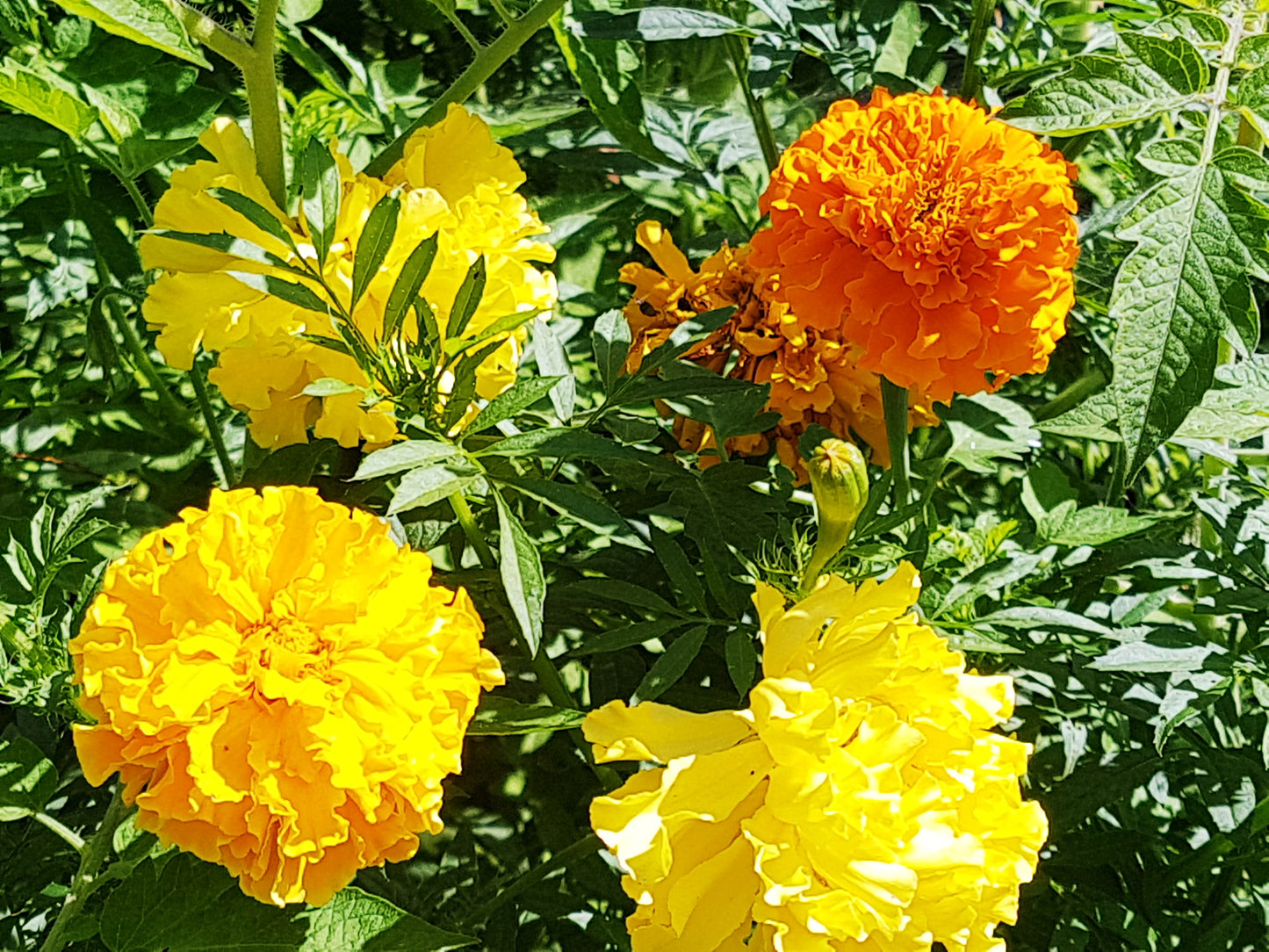 Semences d'oeillet d'Inde - Les Semences La Campagnarde