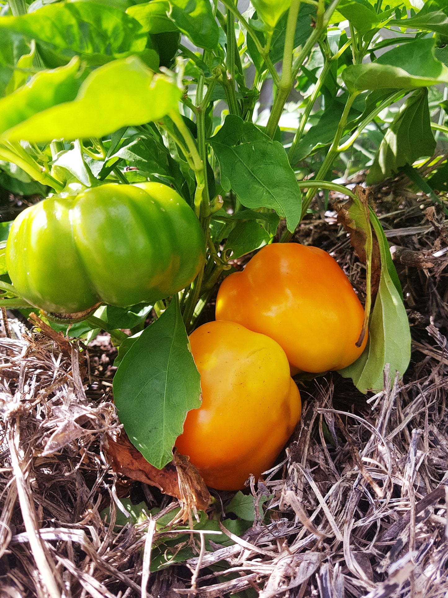 Semences de Poivron Doe Hill - Les Semences La Campagnarde