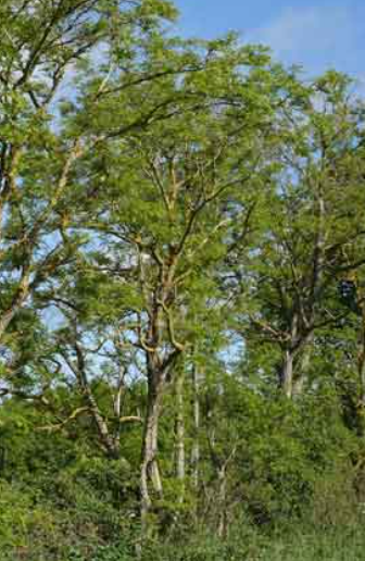 Semences de robinier faux-acacia - Les Semences La Campagnarde