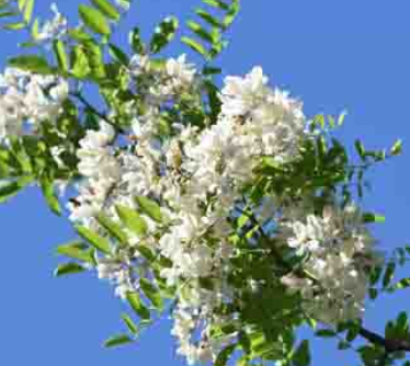 Semences de robinier faux-acacia - Les Semences La Campagnarde