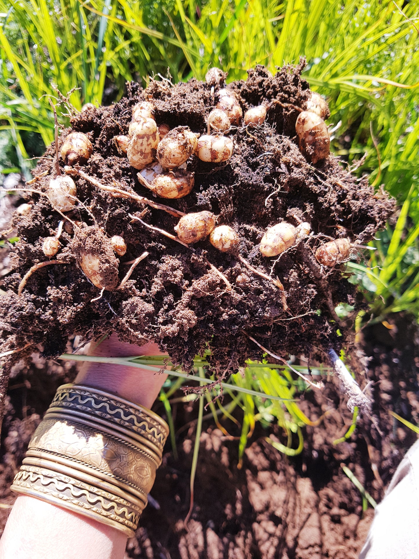 Semences de souchet comestible - Les Semences La Campagnarde
