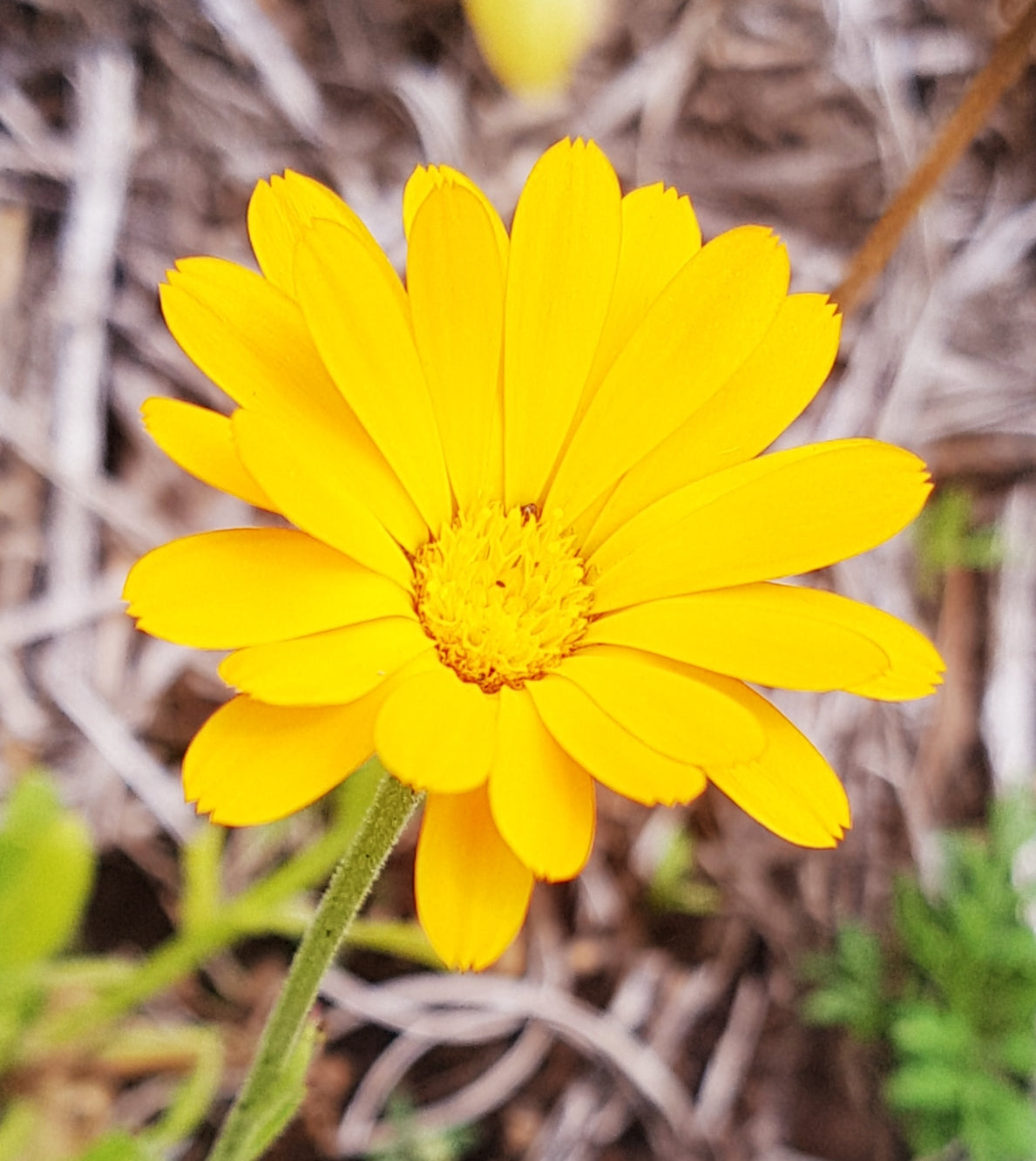 Semences de souci officinal (calendule) - Les Semences La Campagnarde