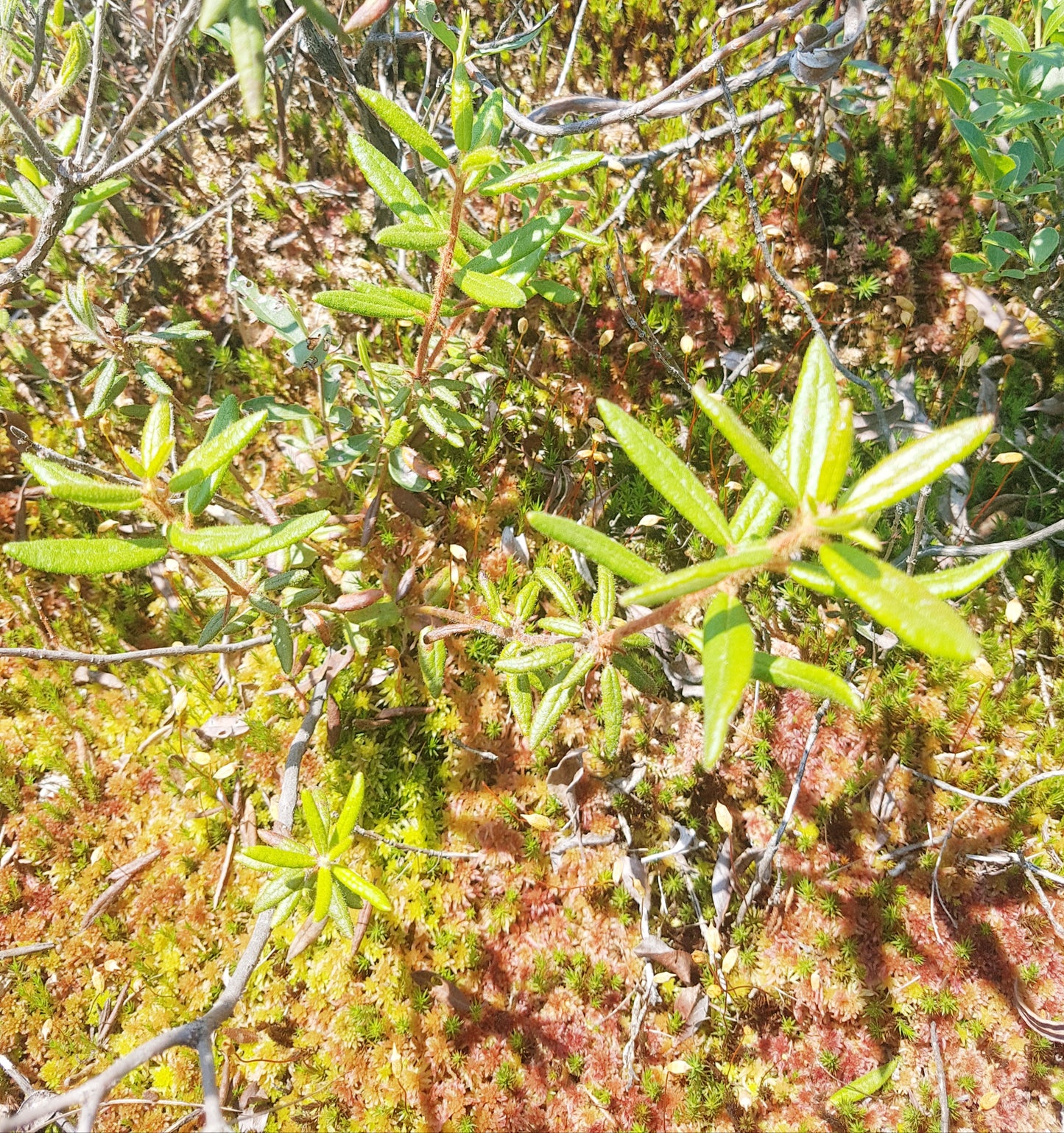 Thé du Labrador séché pour infusion - Les Semences La Campagnarde