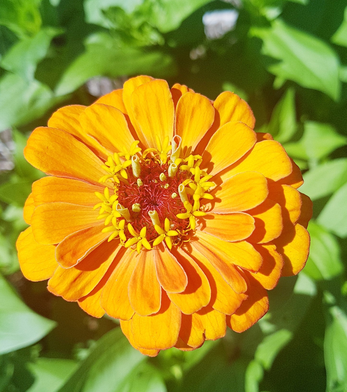 Semences de zinnia - Les Semences La Campagnarde