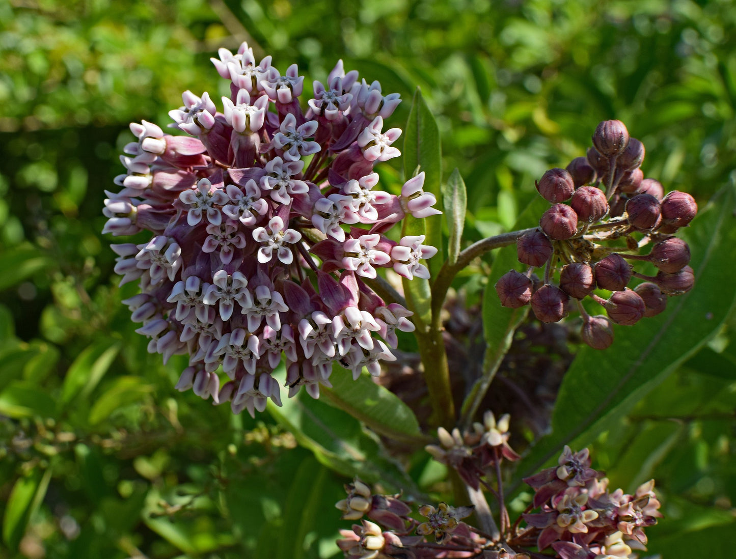 Semences asclépiade, amie des papillons monarques - Les Semences La Campagnarde