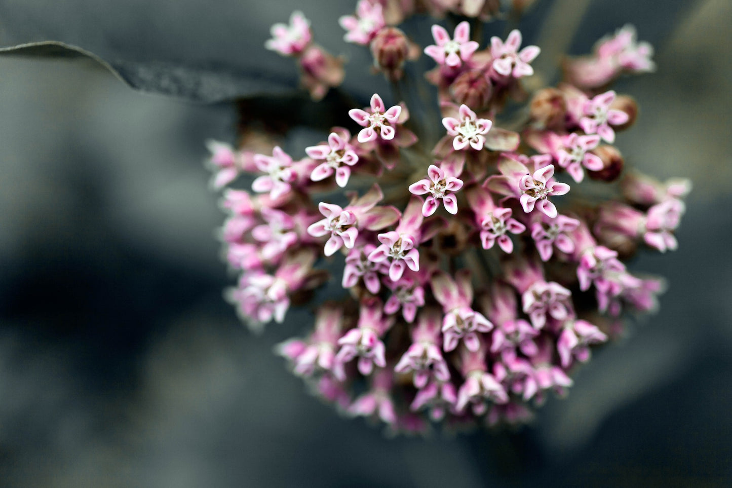 Semences asclépiade, amie des papillons monarques - Les Semences La Campagnarde