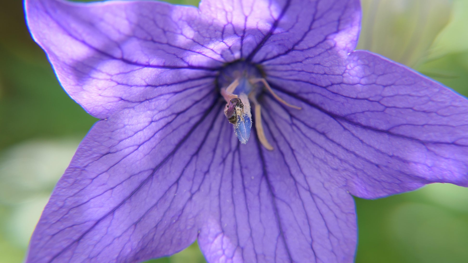 Semences de campanule à grandes fleurs - Les Semences La Campagnarde