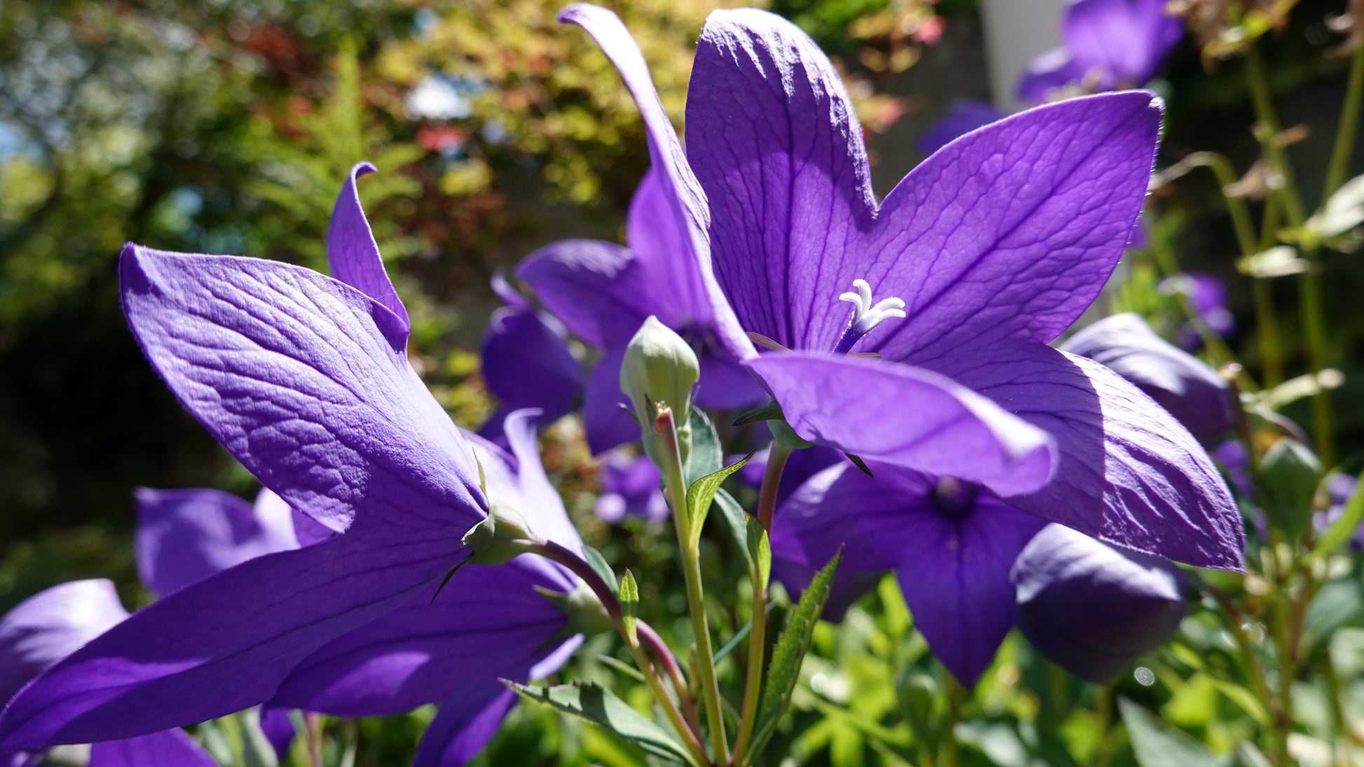 Semences de campanule à grandes fleurs - Les Semences La Campagnarde