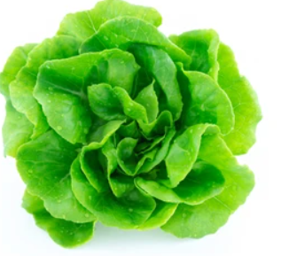 Semences de laitue Boston - Les Semences La Campagnarde