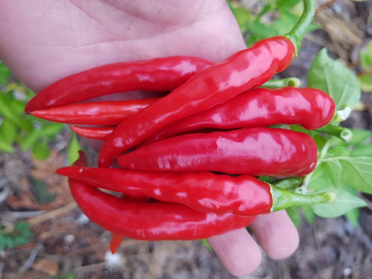 Semences piment de cayenne Ring of Fire - Les Semences La Campagnarde