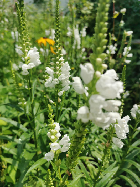 Physostégie de Virginie blanche