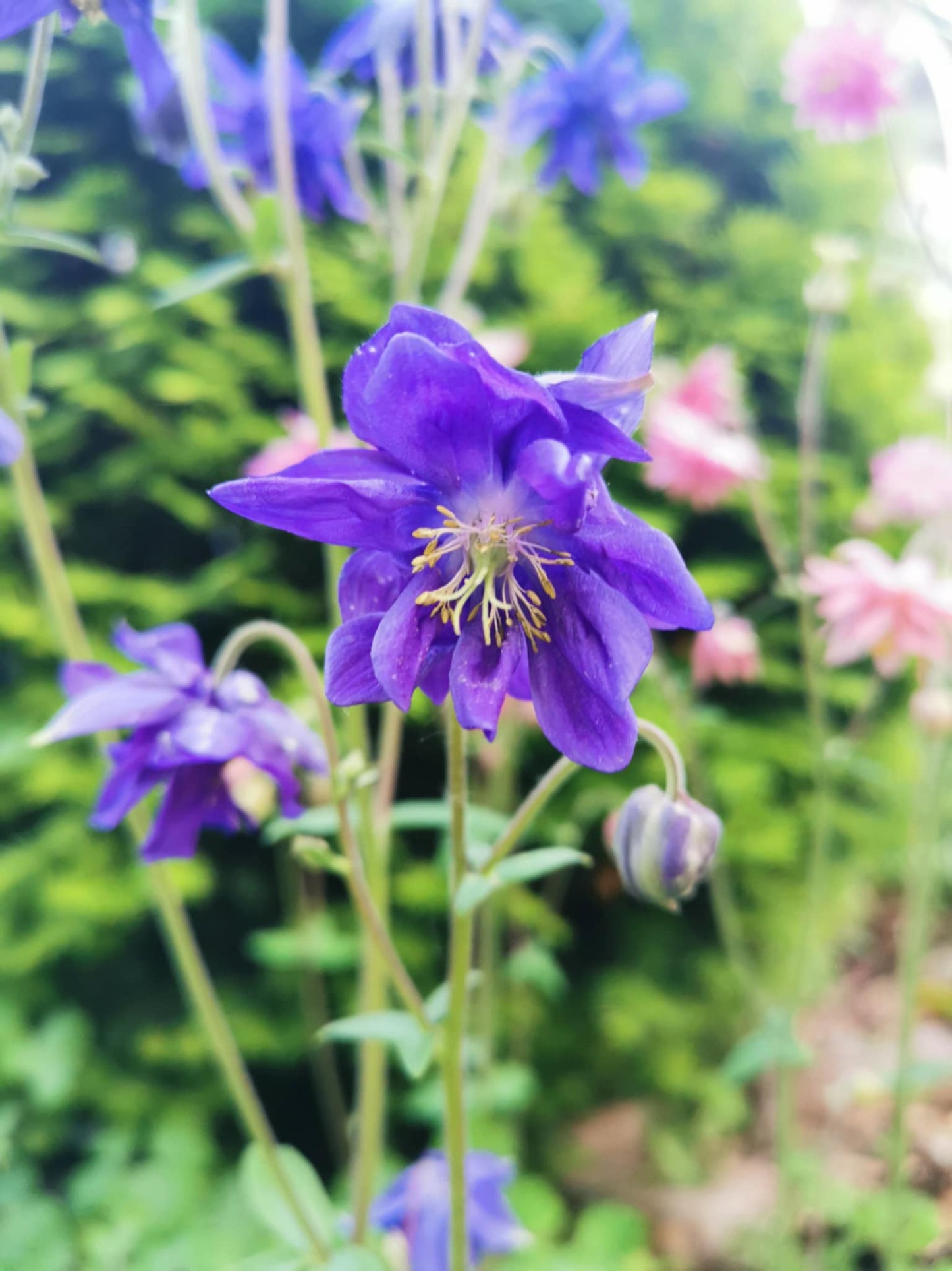 Ancolie mauve Barlow