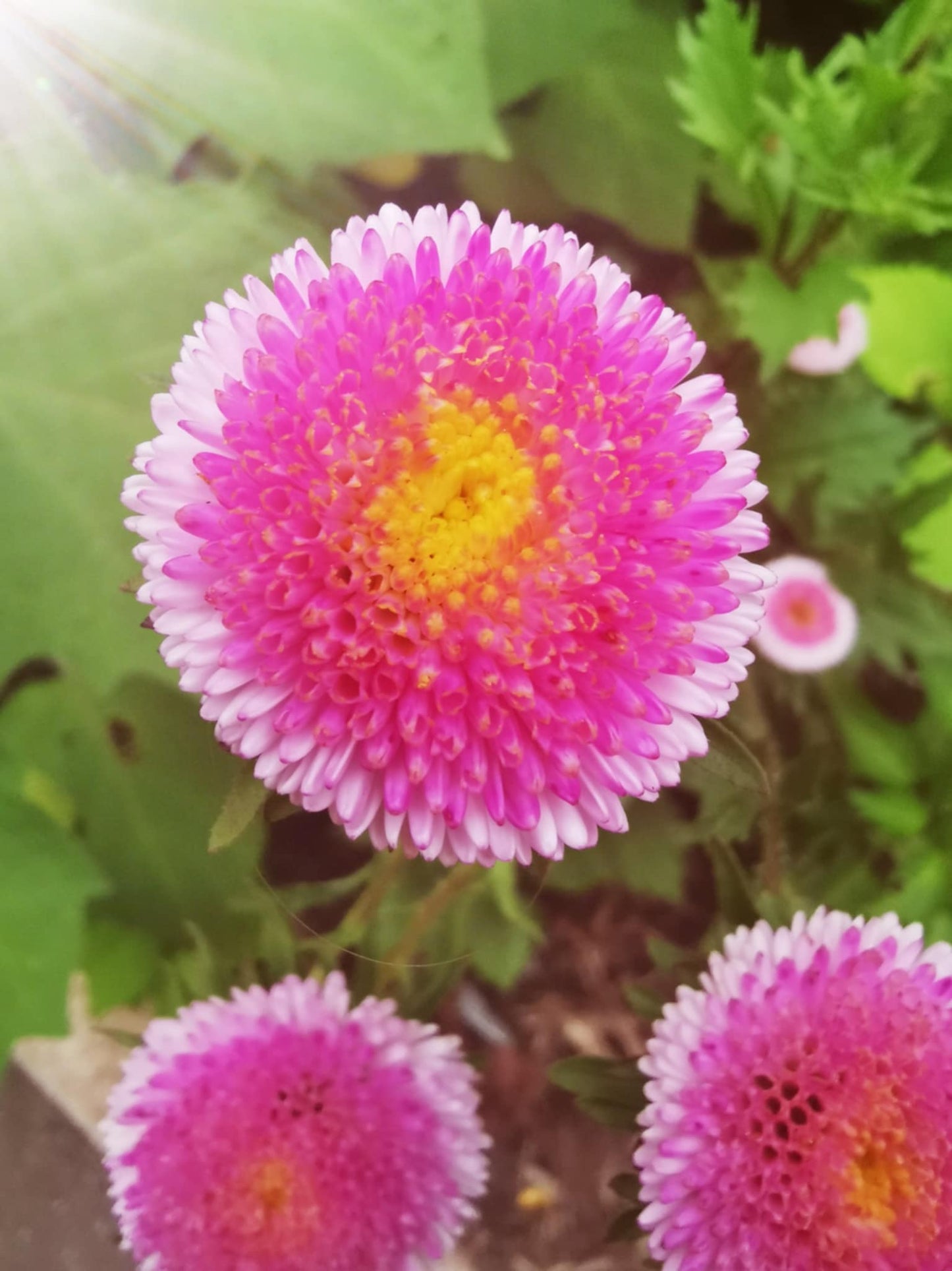 Ornamental garlic (Allium)