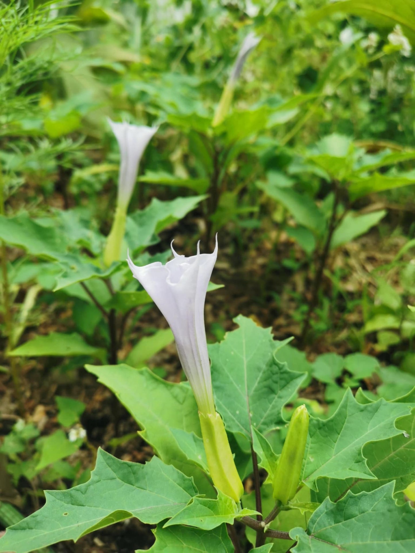 Datura stramonium