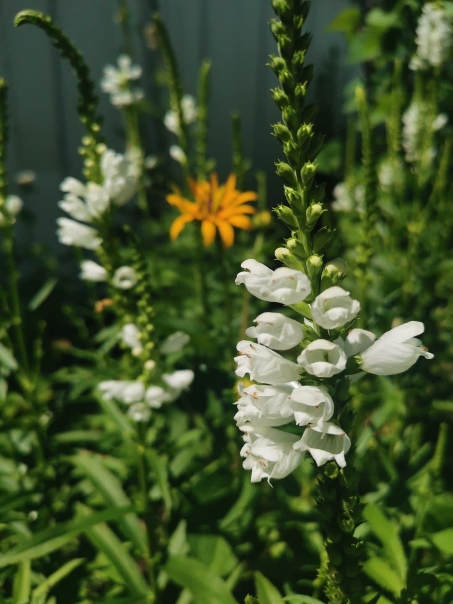Physostégie de Virginie blanche