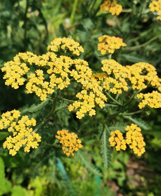 Achillée millefeuiille jaune