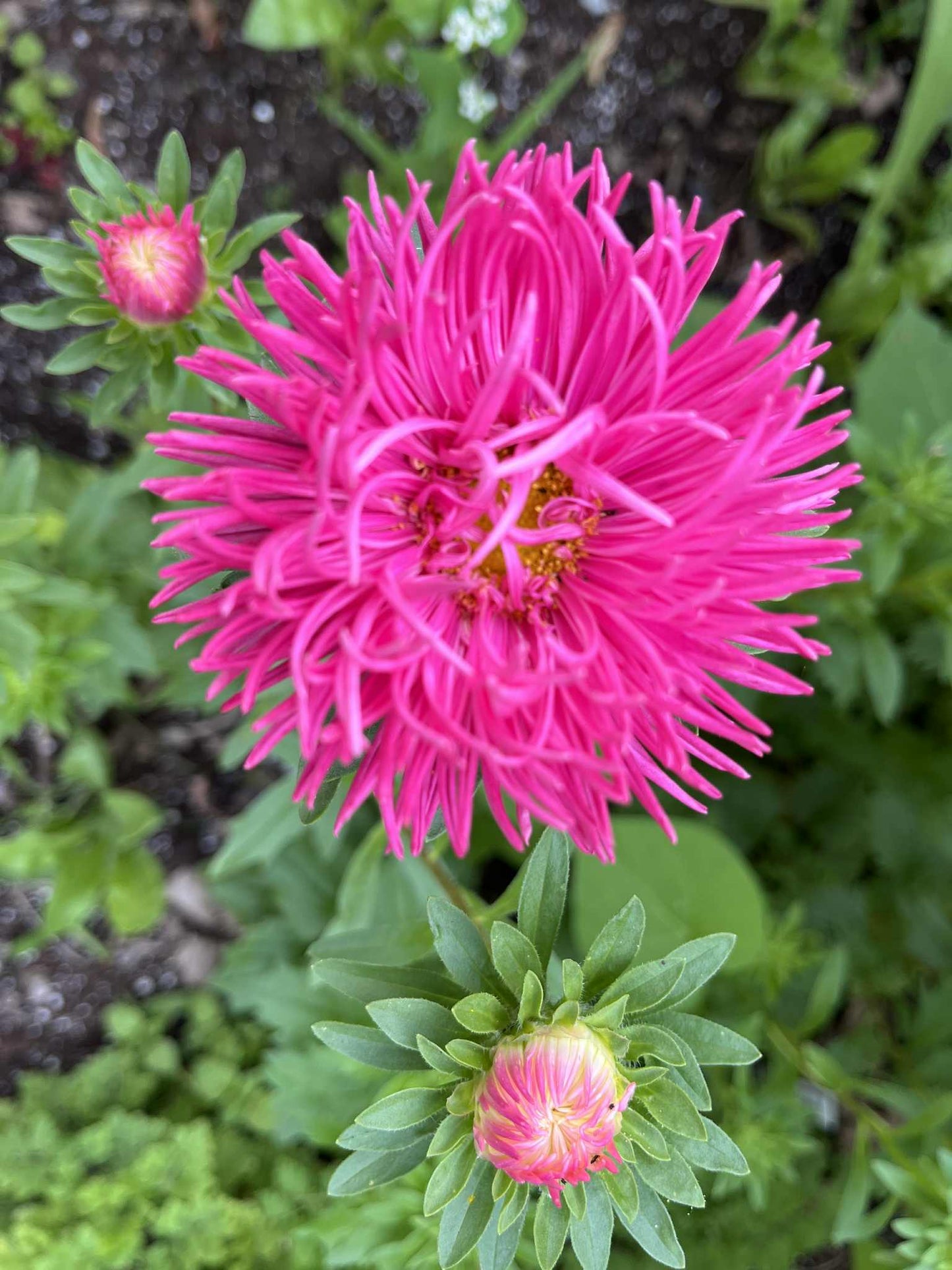 Aster de Chine à fleurs doubles rose