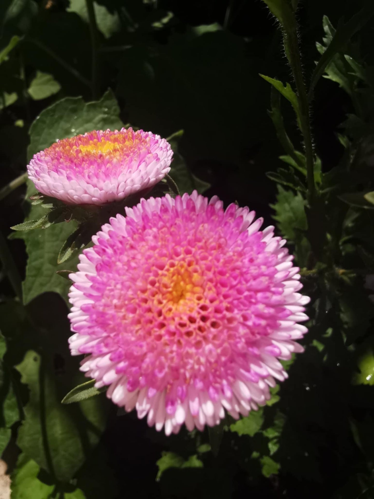 Ornamental garlic (Allium)