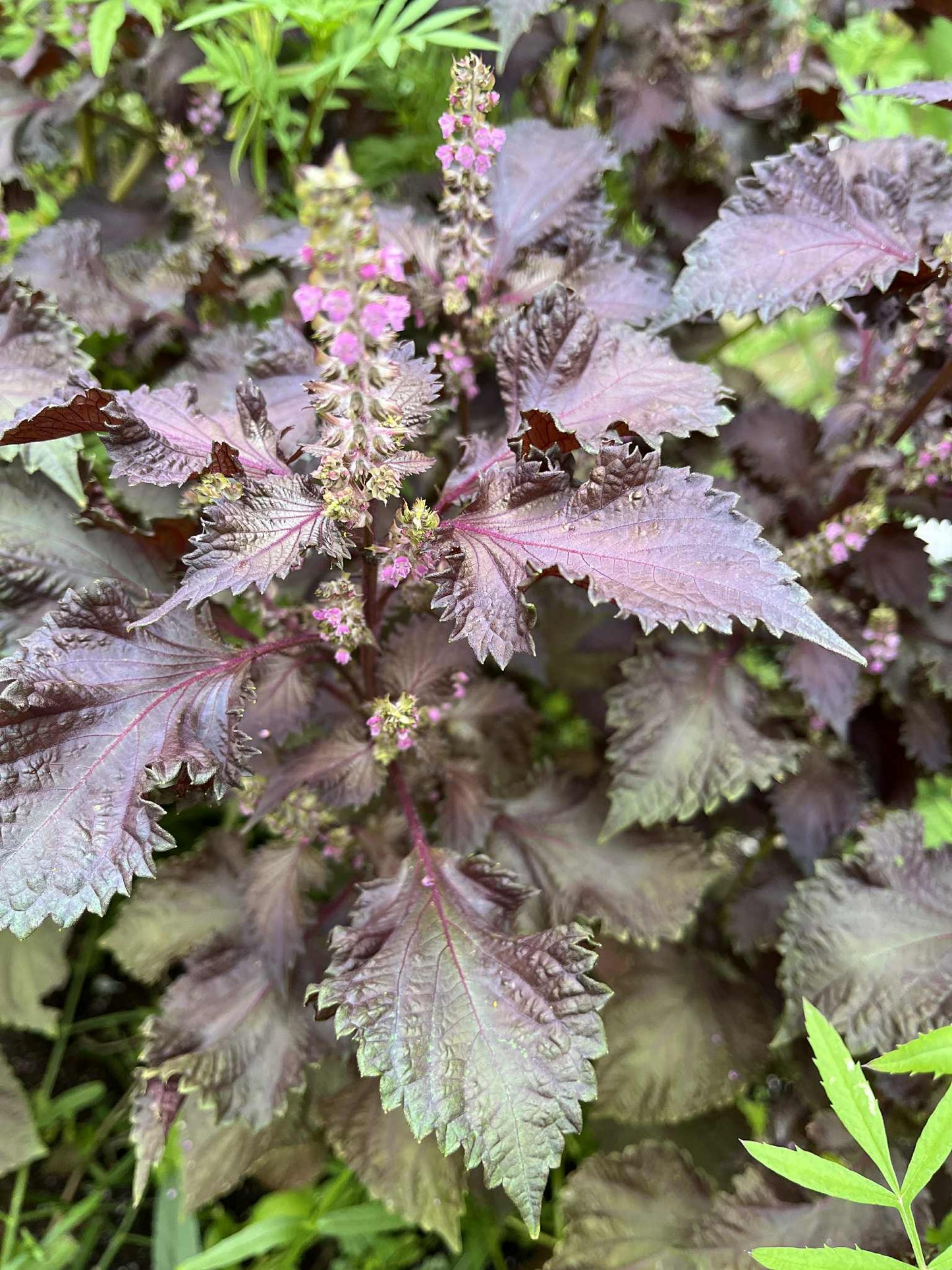 Shiso pourpre