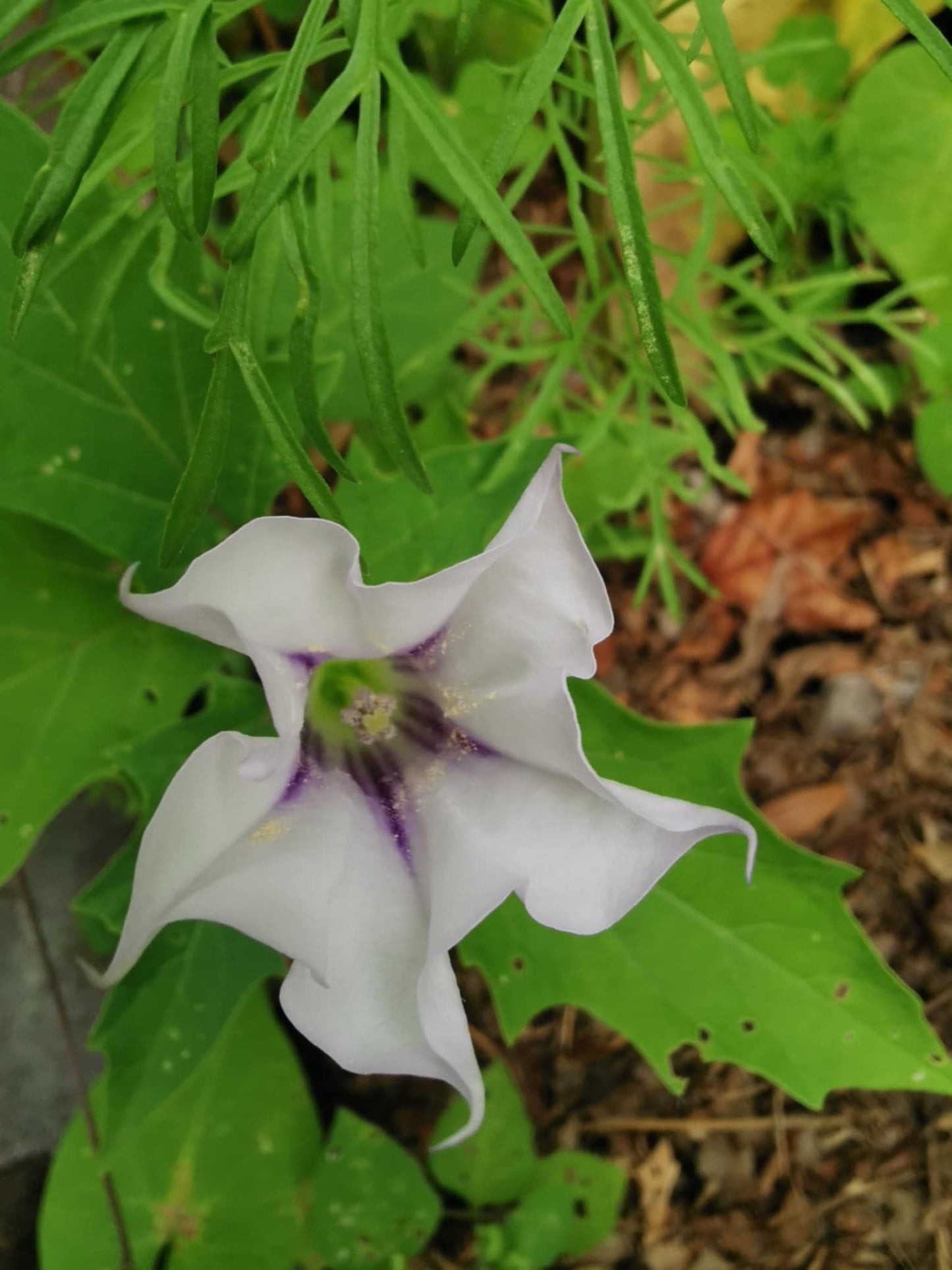 Datura stramonium
