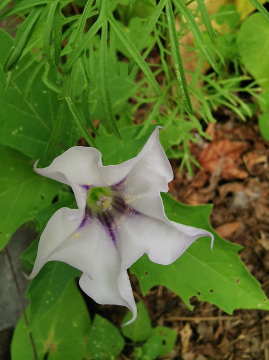 Datura stramonium