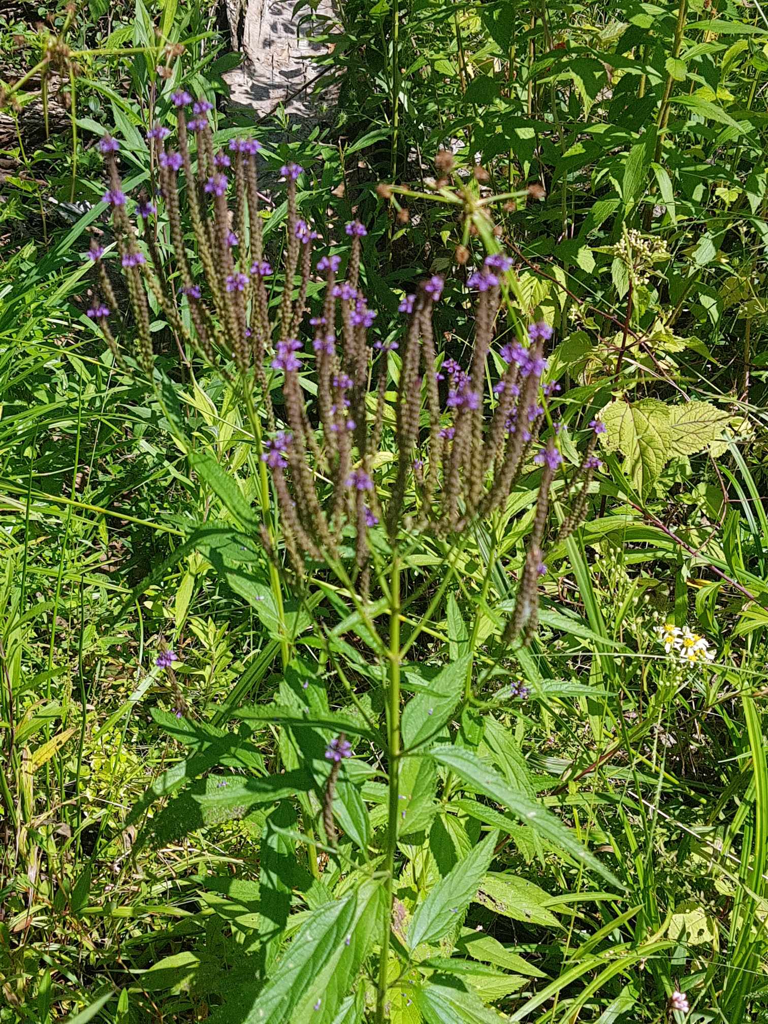 Verveine bleue - Les Semences La Campagnarde